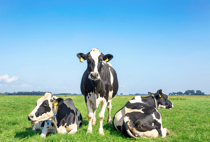 Cow technology and scanning | VetSouth