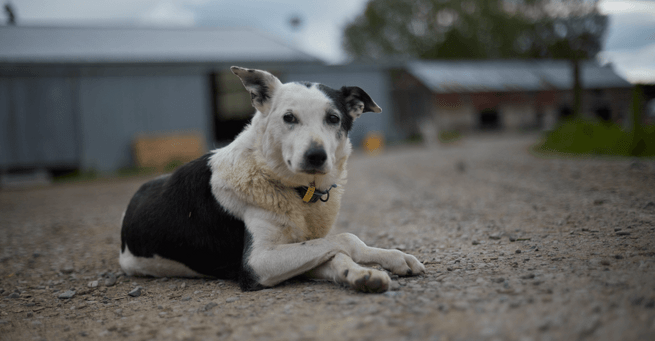 how long does it take a dog to recover from a heat stroke