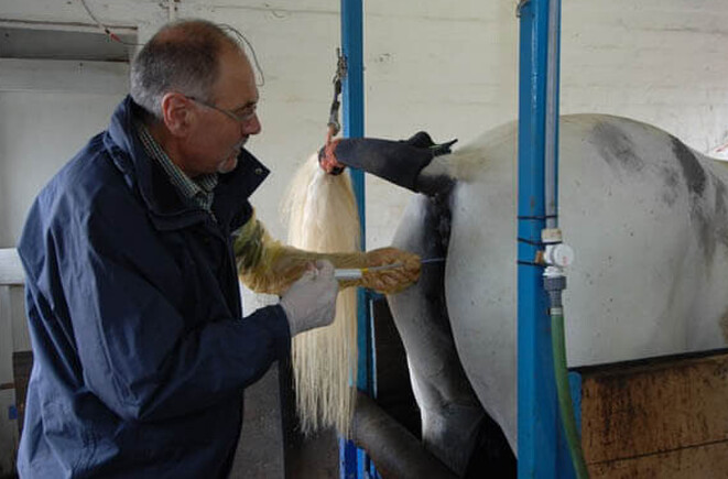 Artificial Insemination in Mares VetSouth