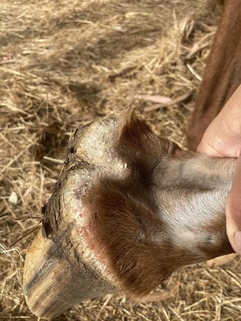 The Coronary Band - The lifeblood to the horse’s hoof wall | VetSouth