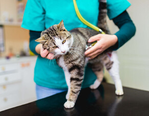 Stress-free vet visits: Preparing your pet