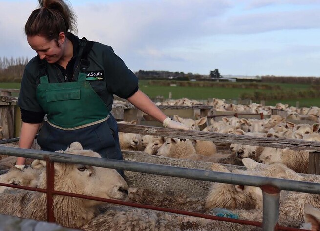 body condition scoring sheep
