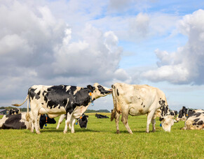 Benchmarking pre-mating cycling rates in herds with wearables