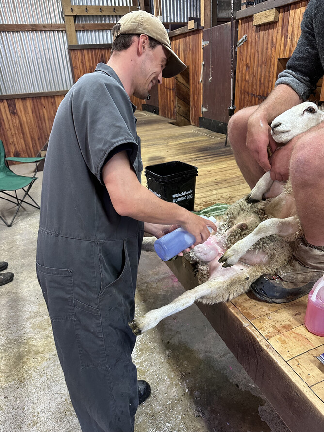 Vet James preparing a ram for a vasectomy on the annual Ram Run.