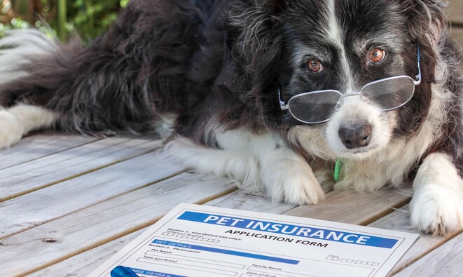 Pet Insurance Southland - why you need to consider insurance for your pets