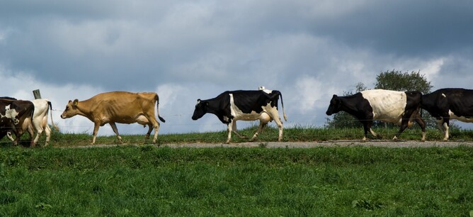 Mycoplasma bovis | VetSouth