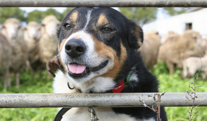 Senior dog wellness | VetSouth