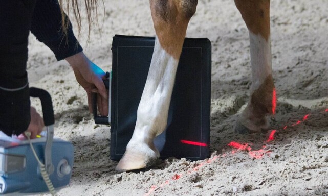 xraying a horse for puncture wounds
