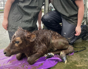 Assisted calvings stats