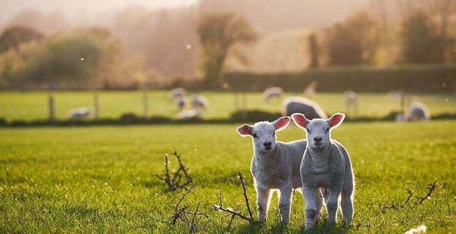 clostridial and b12 vaccination