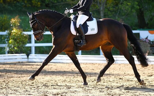 dressage horse