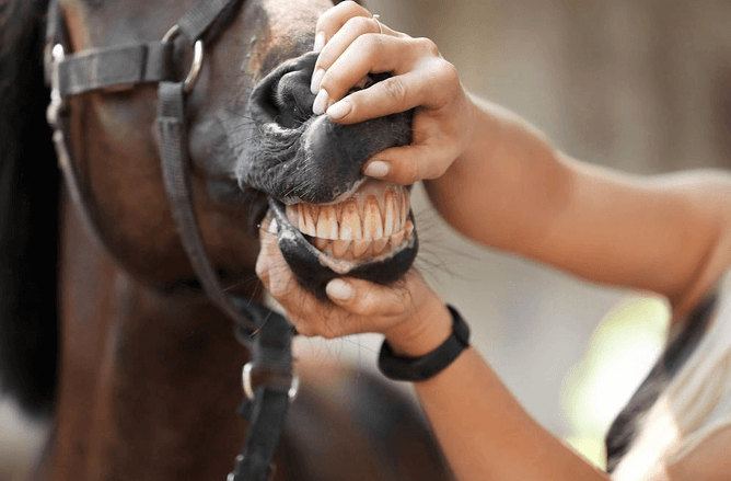 horse dental