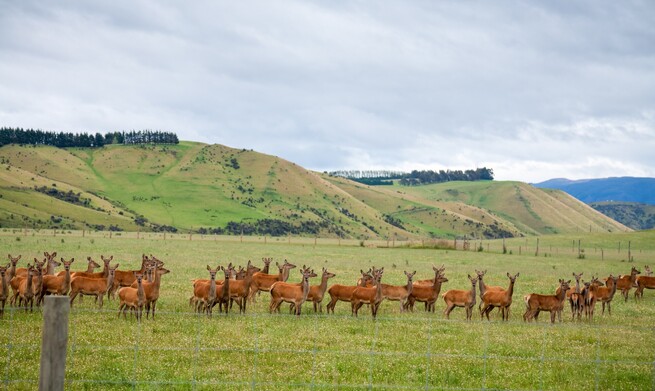 leptospirosis in deer