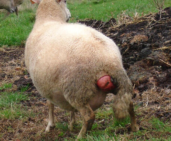 Sheep bearing - how to prevent