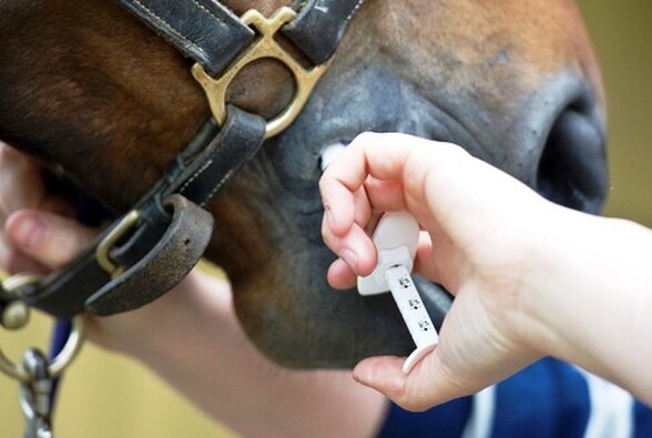 deworming horses