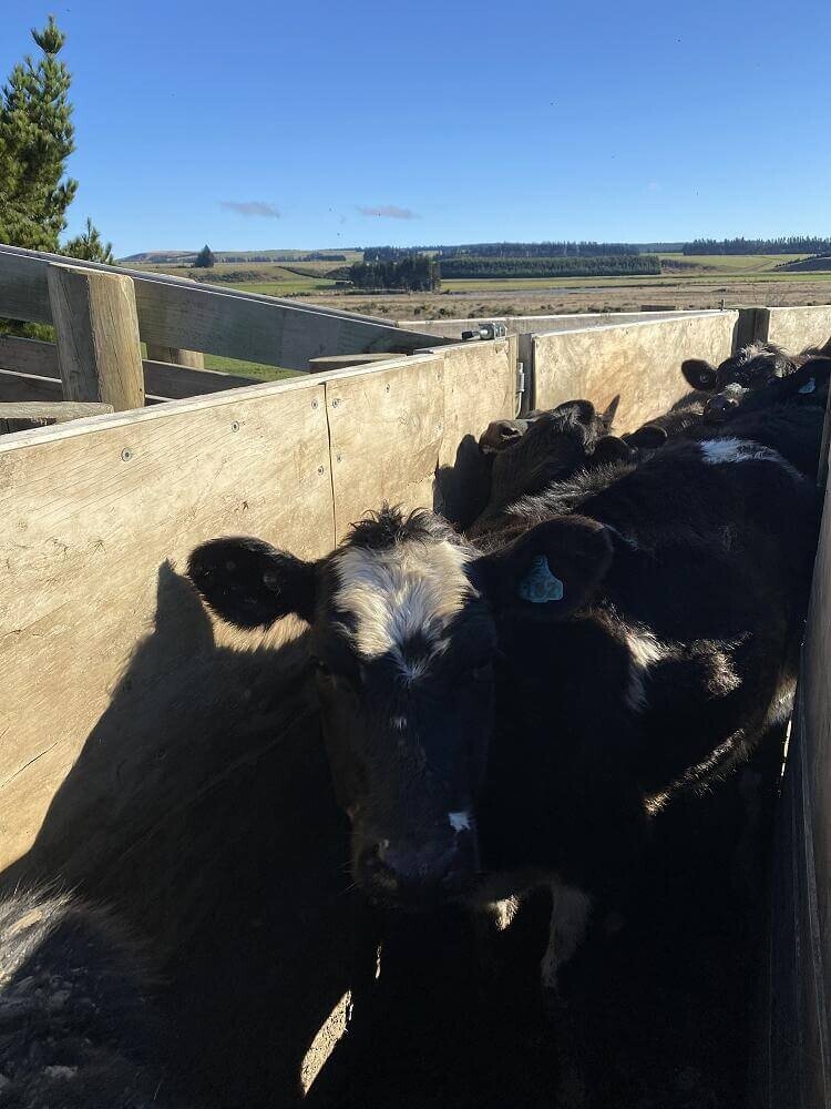 Heifer Health Requirements Grazing and Feed VetSouth