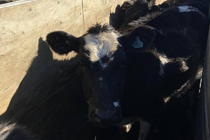 heifer health requirements