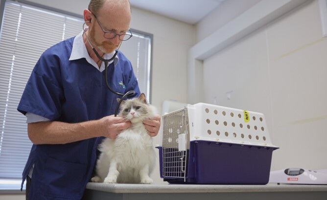 christmas vaccinations at vetsouth