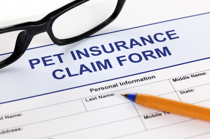 Pet Insurance NZ - why you need to consider insurance for your pets