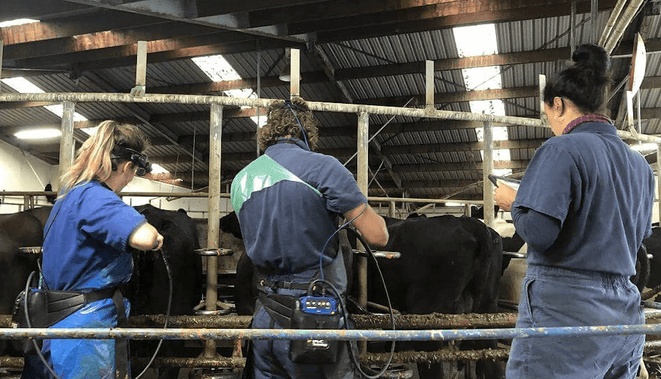 vets in the dairy shed