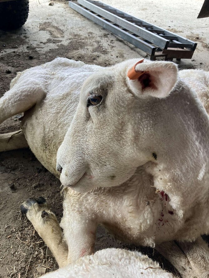 Figure 2: Sick ewe found with bottle jaw, weakness and anaemia.