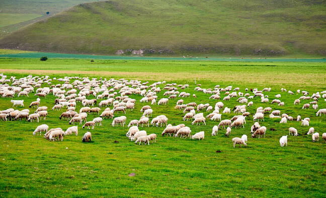 flock of sheep in paddock