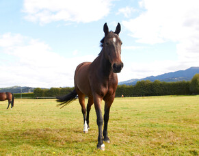 Protecting against strangles