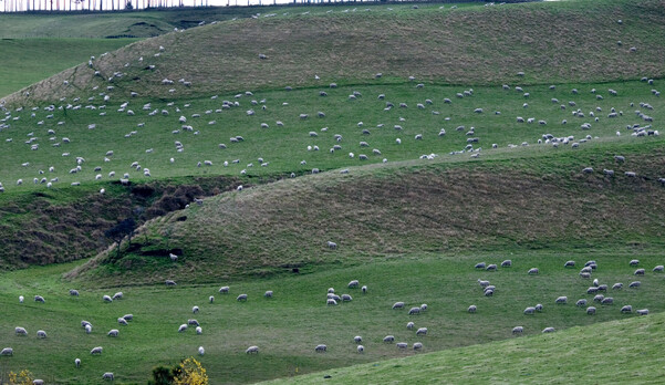 overstayer lambs