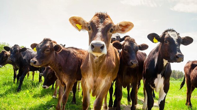 calves respiratory disease