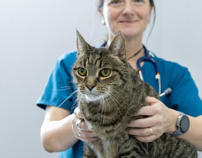 The gold standard treatment for feline hyperthyroidism