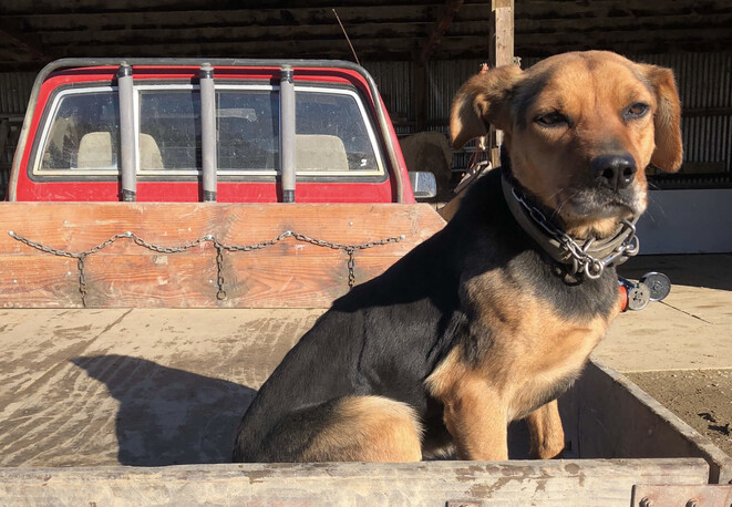 working dog pre-season check