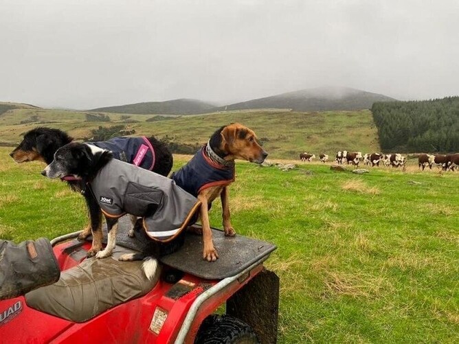 working dog in winter