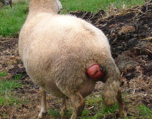 what causes bearing issues in ewes