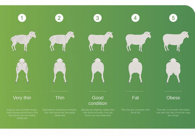 ewe-body-condition-score-and-efficiency-vetsouth