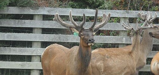 deer velveting