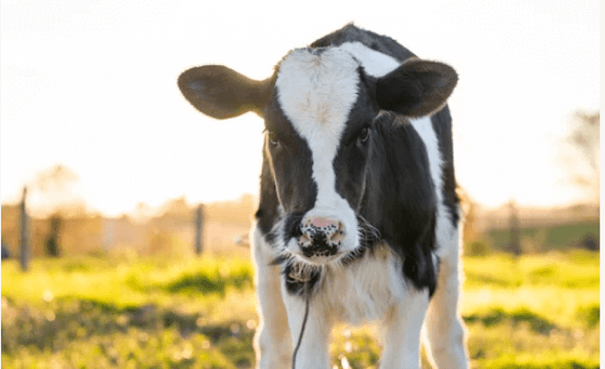 when to drench calves