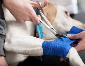 Emergency vet visit or not?