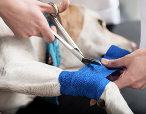 Emergency vet visit or not?