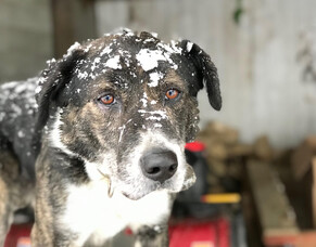 Working dogs in winter