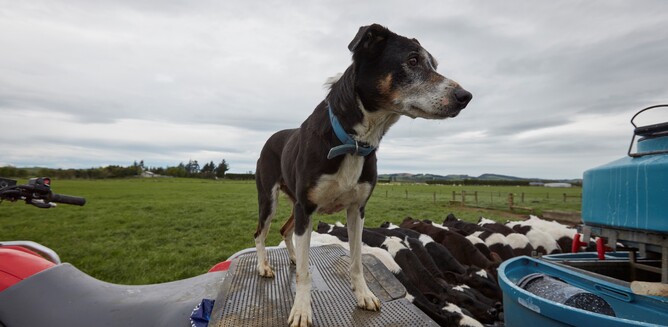 working dog on farm