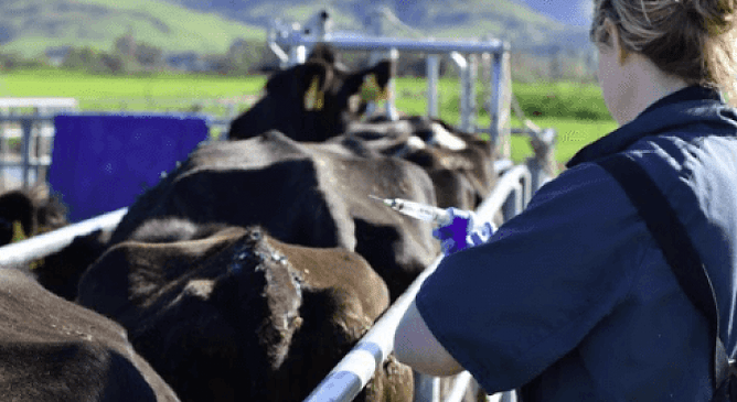 Why use Multimin precalving?