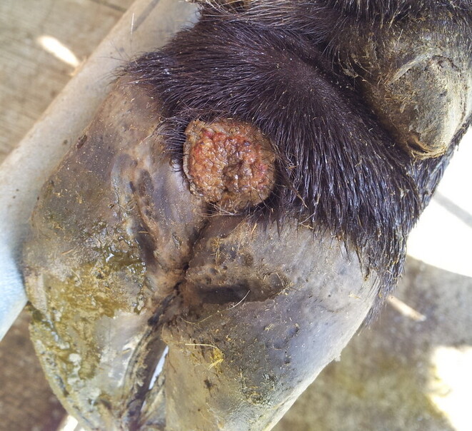 Bovine Digital Dermatitis in dairy cows