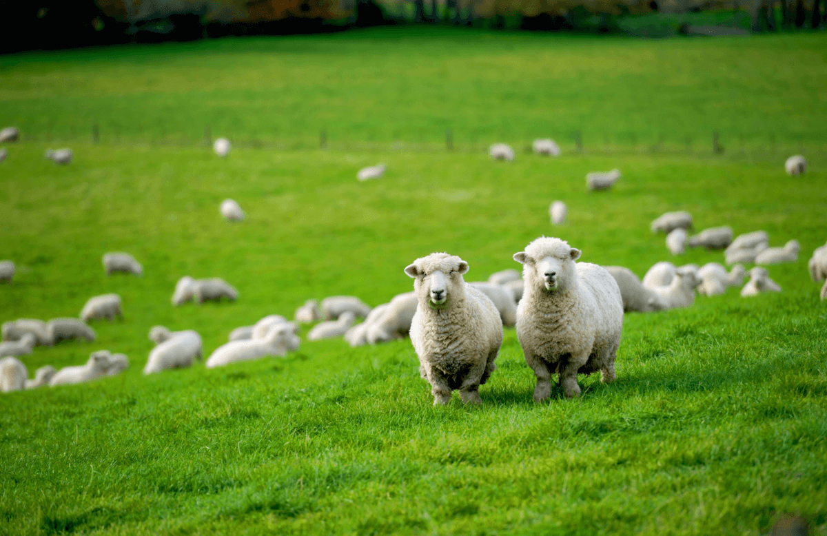 Choosing the right clostridial vaccine VetSouth