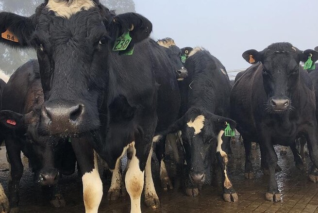 balancing trace elements