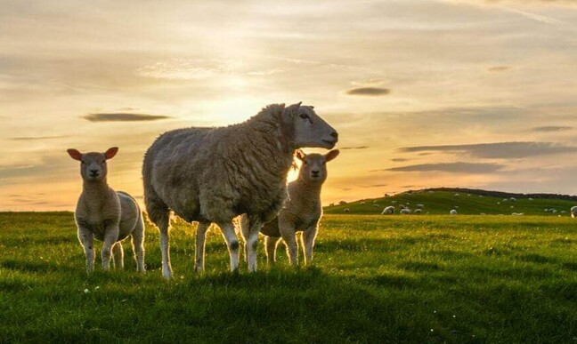 weak lamb prevention