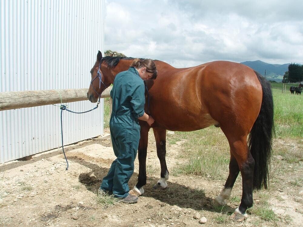 Horse vetting the prepurchase examination VetSouth