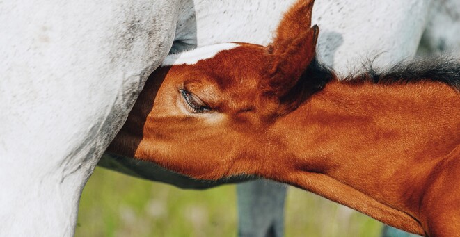 Mare and foal - foal nursing on mare