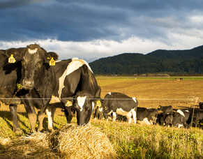 Dairy cow nutrition at dry-off