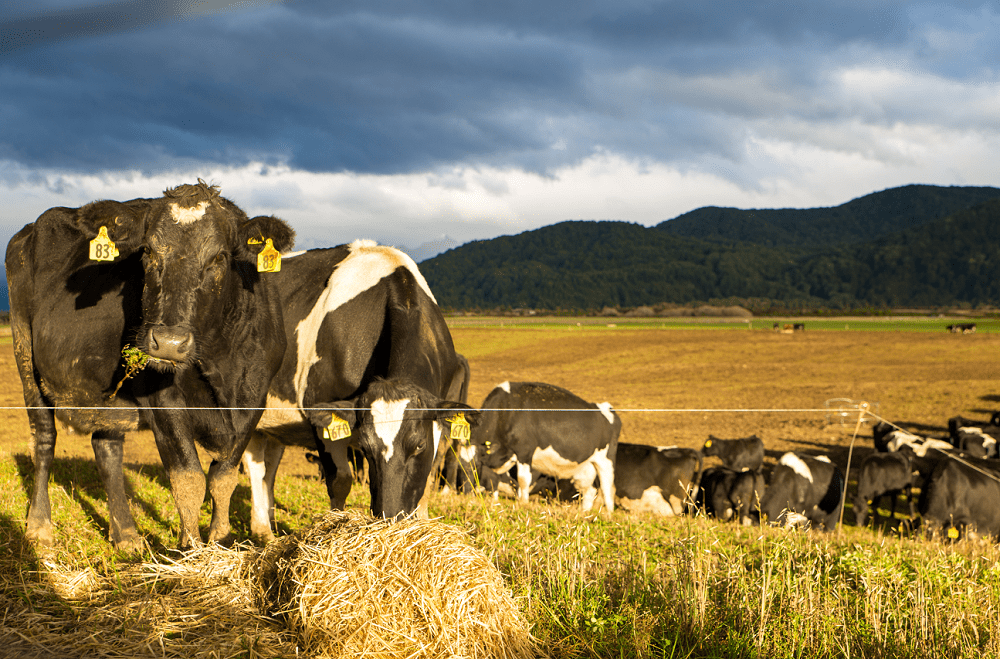 Dairy cow nutrition at dry off VetSouth