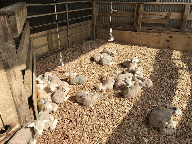 Inside the lamb shed | VetSouth